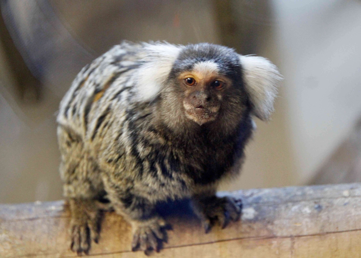 marmoset stood on branch