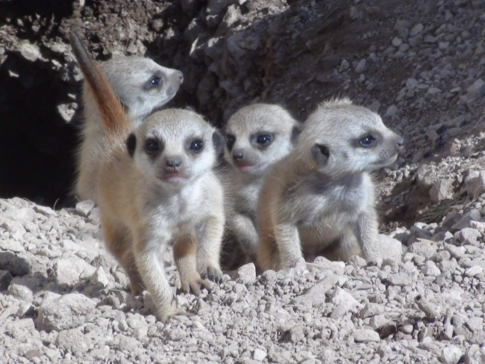 four baby meerkats