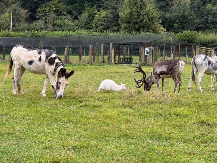 donkey, wallaby and reindeer grazing in field