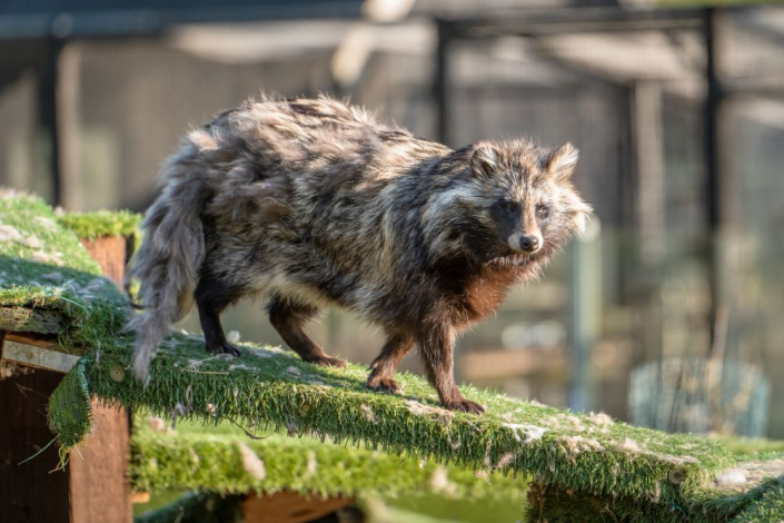 racoon dog malting