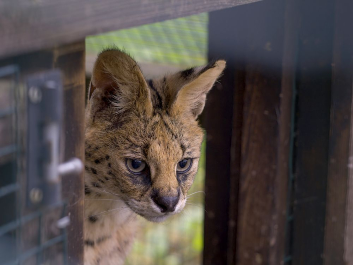 serval head coming from enclosure