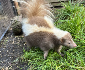 skunk walking on grass