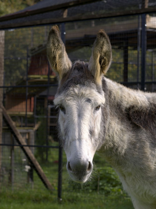 donkey head looking at camera