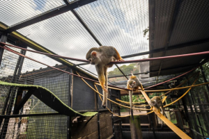 three squirrel moneys on rope