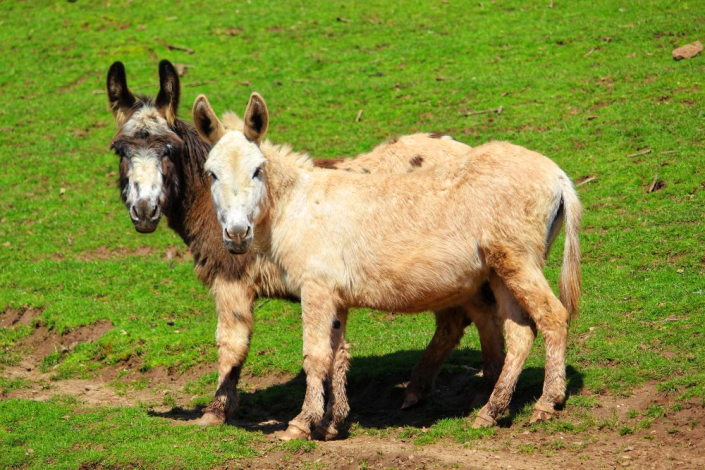 two donkeys side by side looking at camera