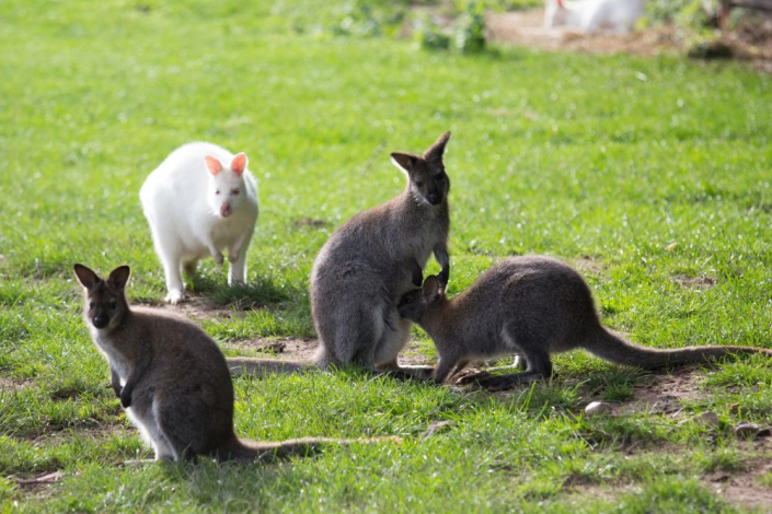 wallabies in field